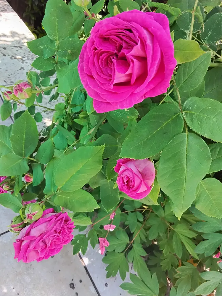 Blumen YogaRaum 01